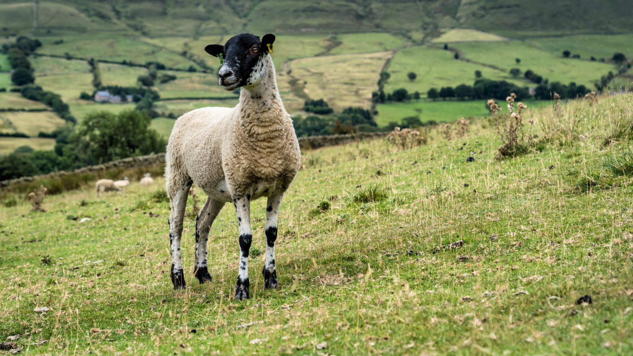 Neugierige Begleiter am Rande des Pennine Way Wanderwegs